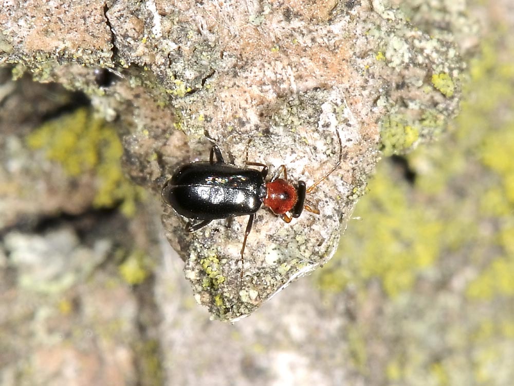 Troglops albicans (cf.) , Malachiidae